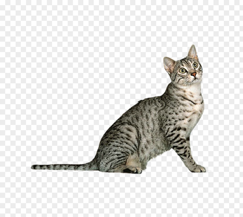 Cute Cat Egyptian Mau Arabian Burmese Somali British Longhair PNG