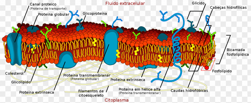 Detailed Cell Membrane Biological Lipid Bilayer PNG