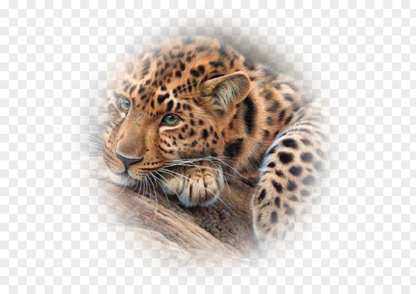 Jaguar Tiger Cheetah Bengal Cat Leopard PNG