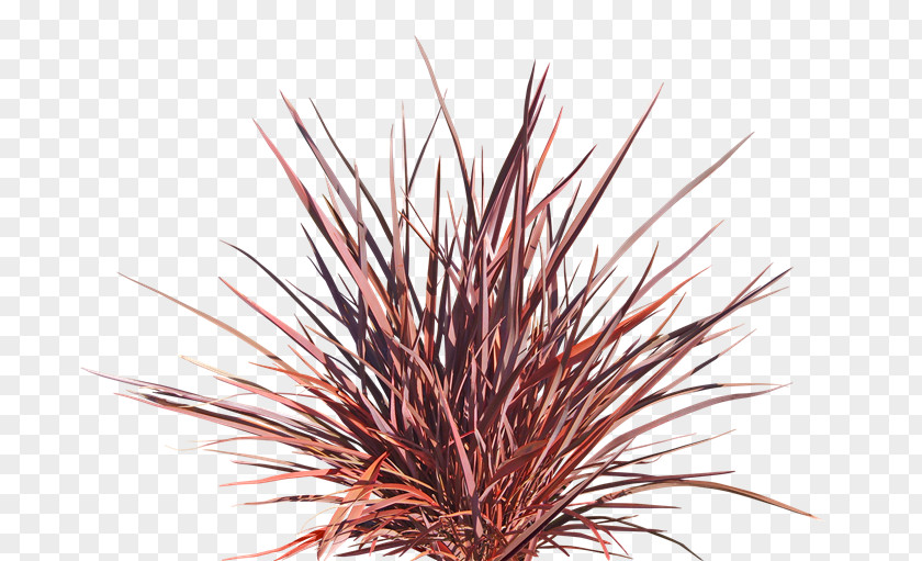 New Zealand Flax In Plant Grasses PNG