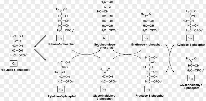 Pathway Hexose Pentose Phosphate Ribulose Monosaccharide PNG