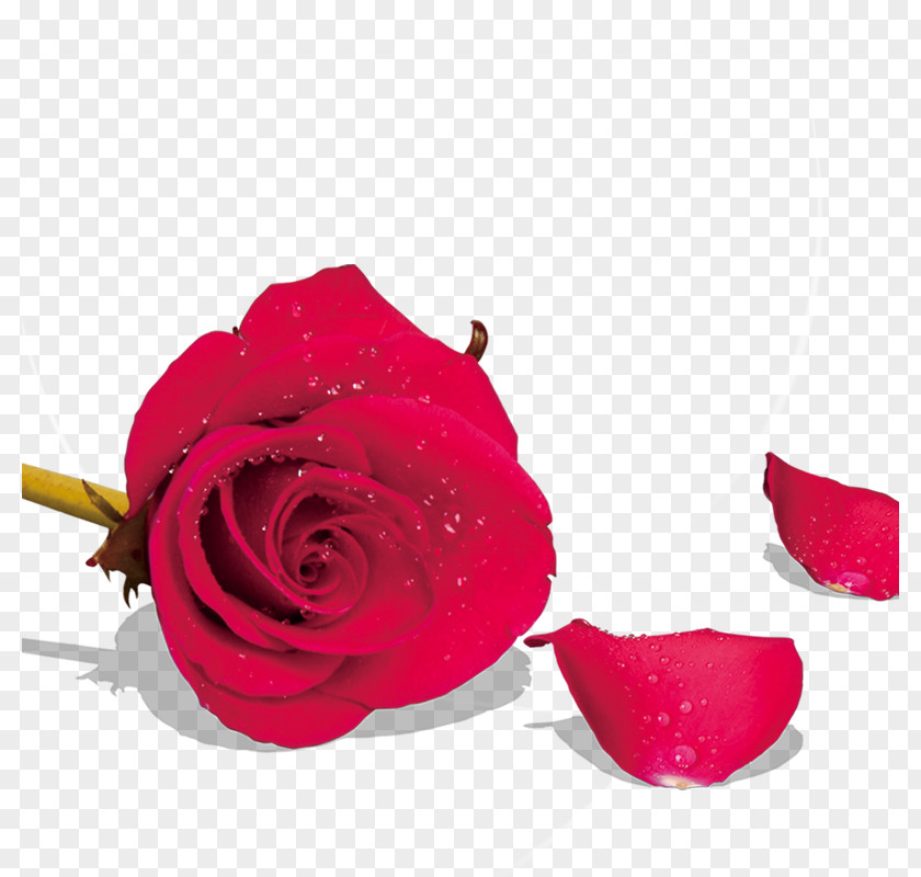 Rose Beach Garden Roses Petal Flower PNG