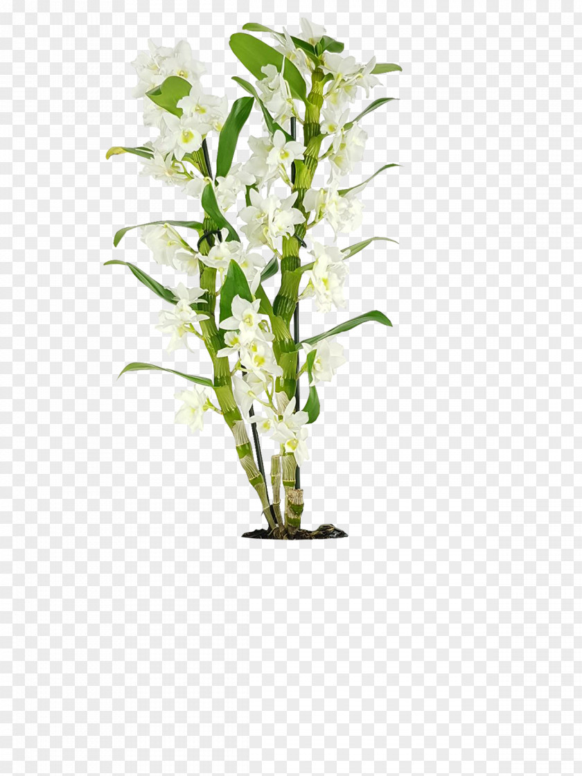 Dendrobium 0099 Floral Design Plants Orchids Flower PNG