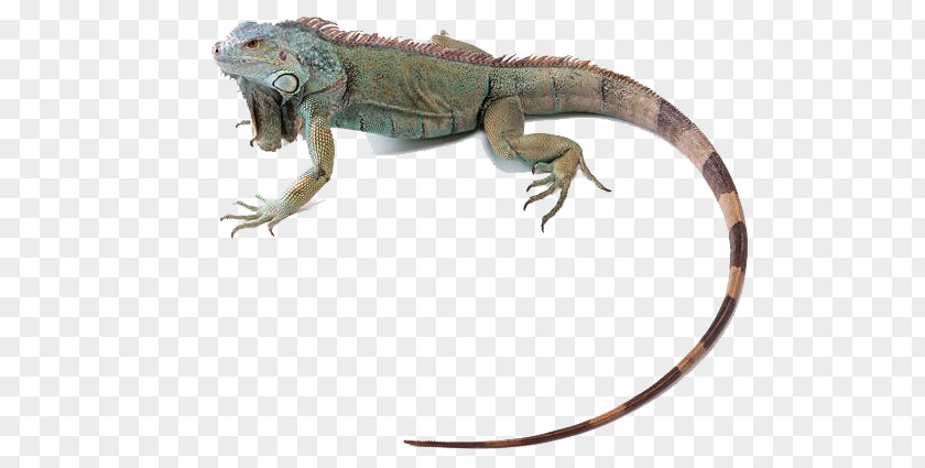 Lizard Animal Green Iguana Reptile Chameleons Common Iguanas PNG