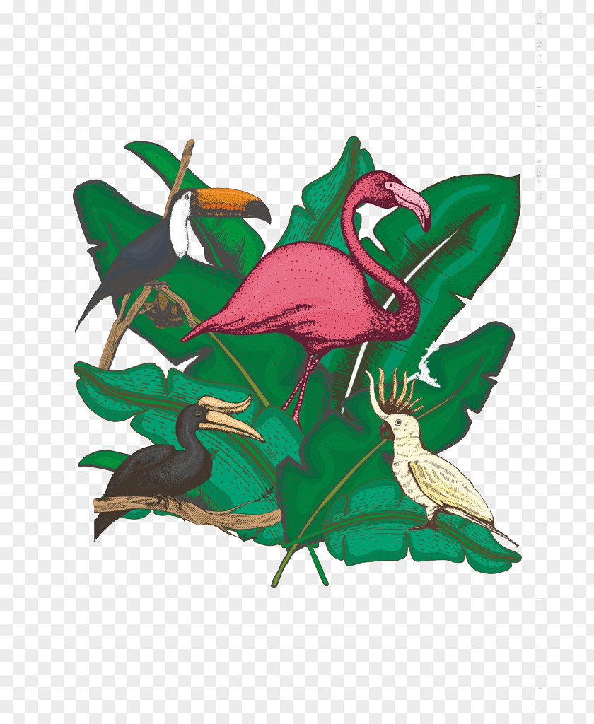 Pink Flamingos Bird Flamingo Parrot Illustration PNG