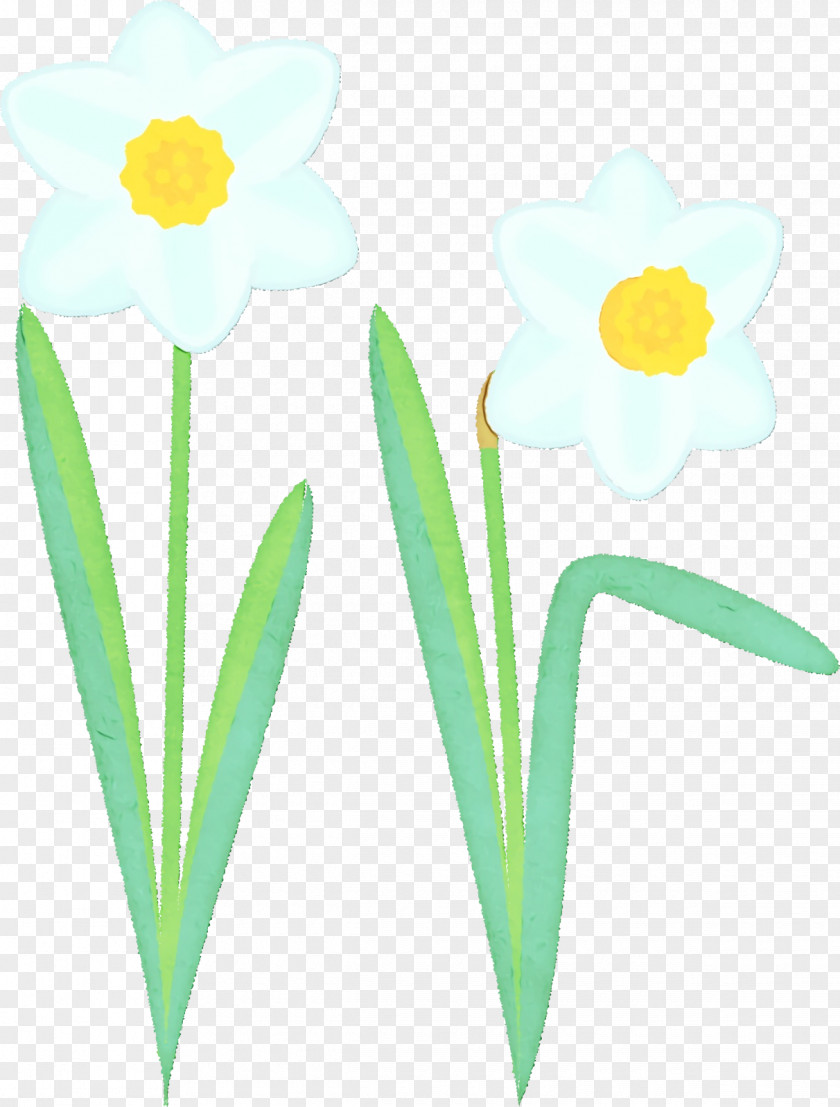 Plant Stem Cut Flowers Narcissus Yellow Petal PNG
