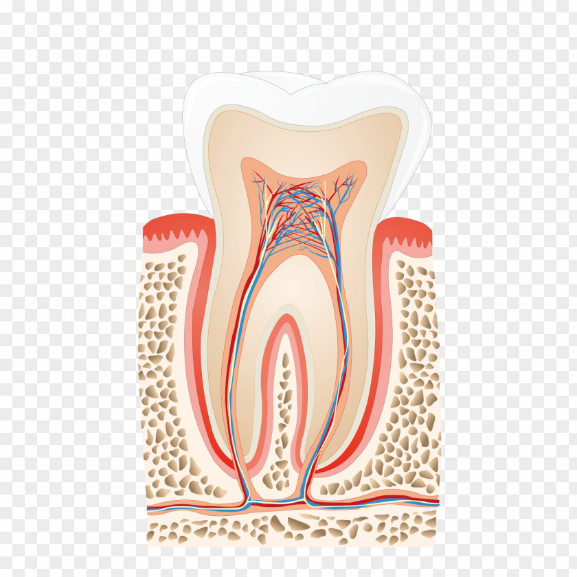 Tooth Profile Picture Human Nerve Pulp Dentist Root Canal PNG