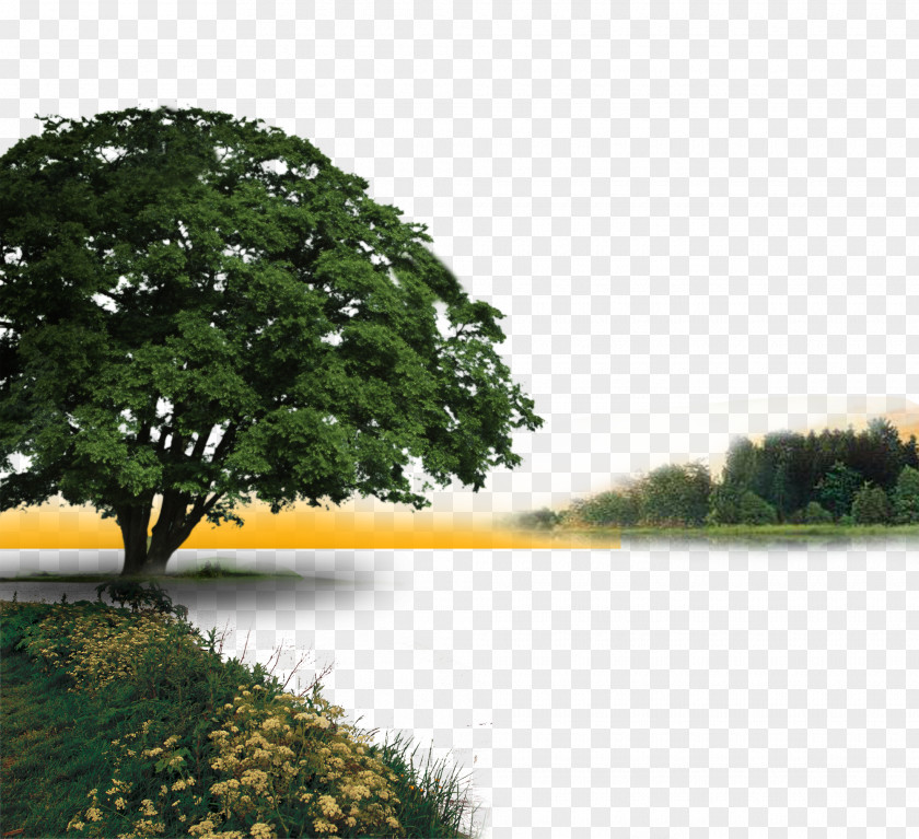 Trees River PNG river clipart PNG