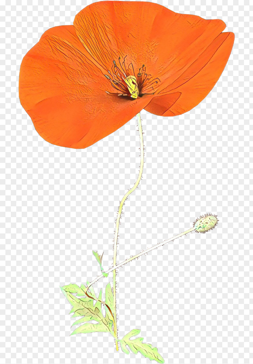 Corn Poppy Orange PNG