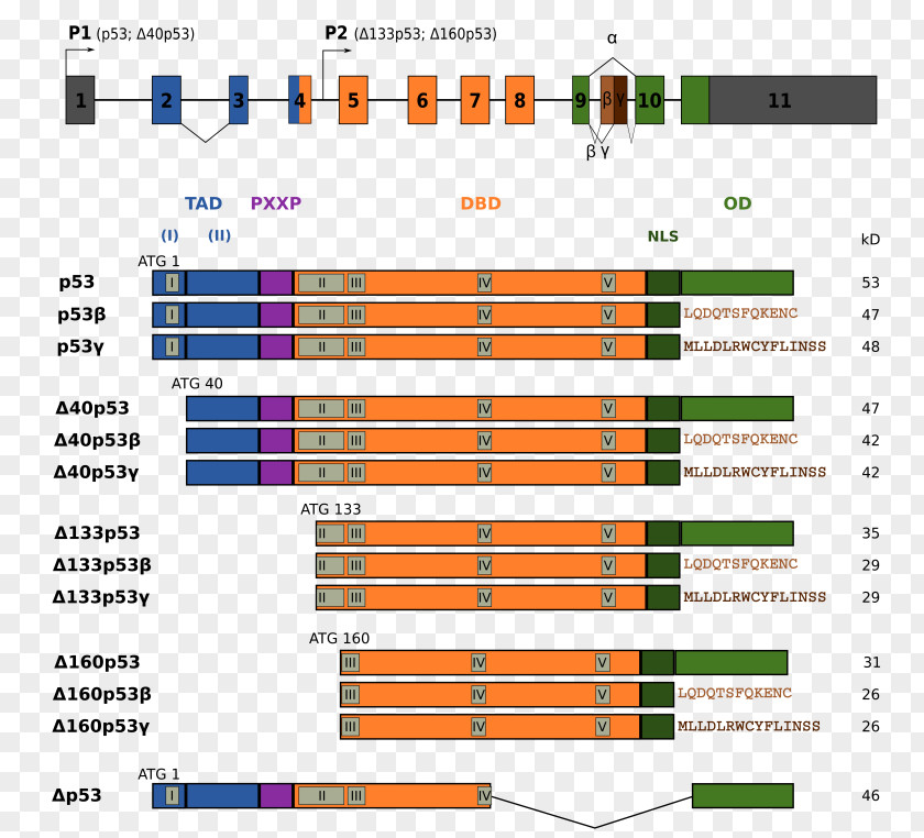 P53 Isoforma Exon Alternative Splicing Gene Isoform PNG