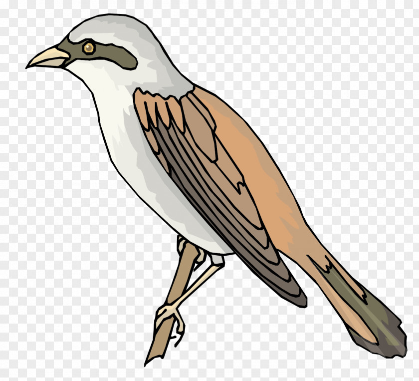 Sparrow Vector Material Bird PNG