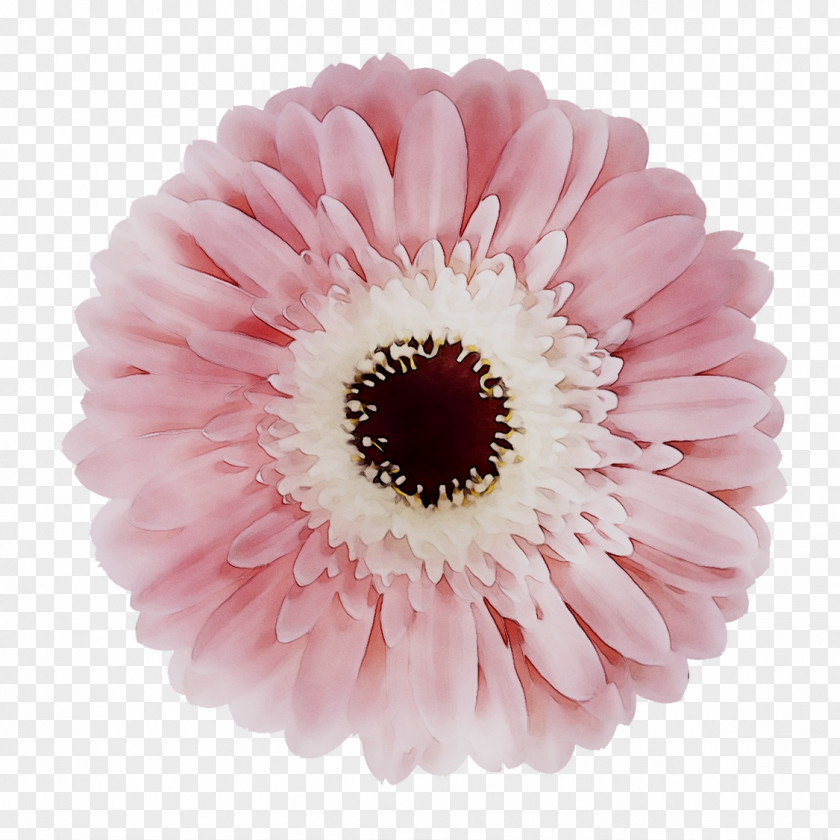 Transvaal Daisy Cut Flowers Pink M RTV PNG