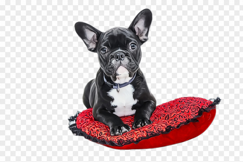 Dog Supply Bed And Cat PNG