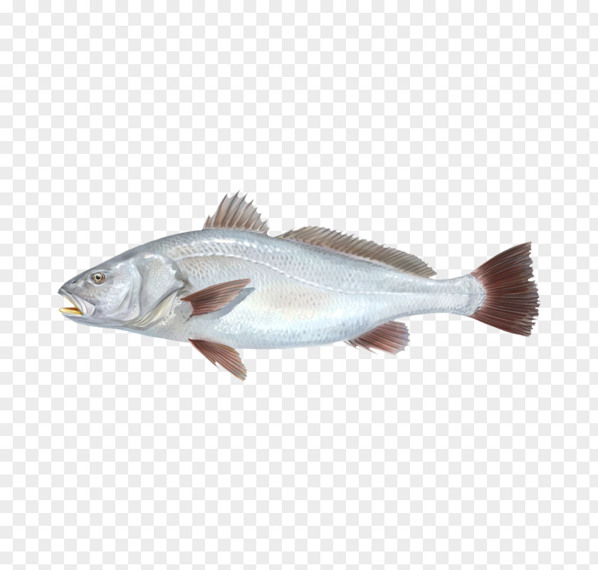 Fish Cod Products 09777 Oily Salmon PNG