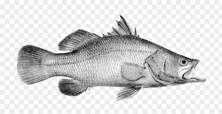 Fish Tilapia Barramundi /m/02csf Perch PNG