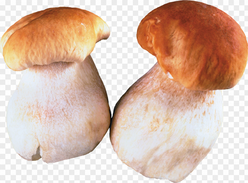 Mushroom Fungus Edible Pleurotus Eryngii Clip Art PNG