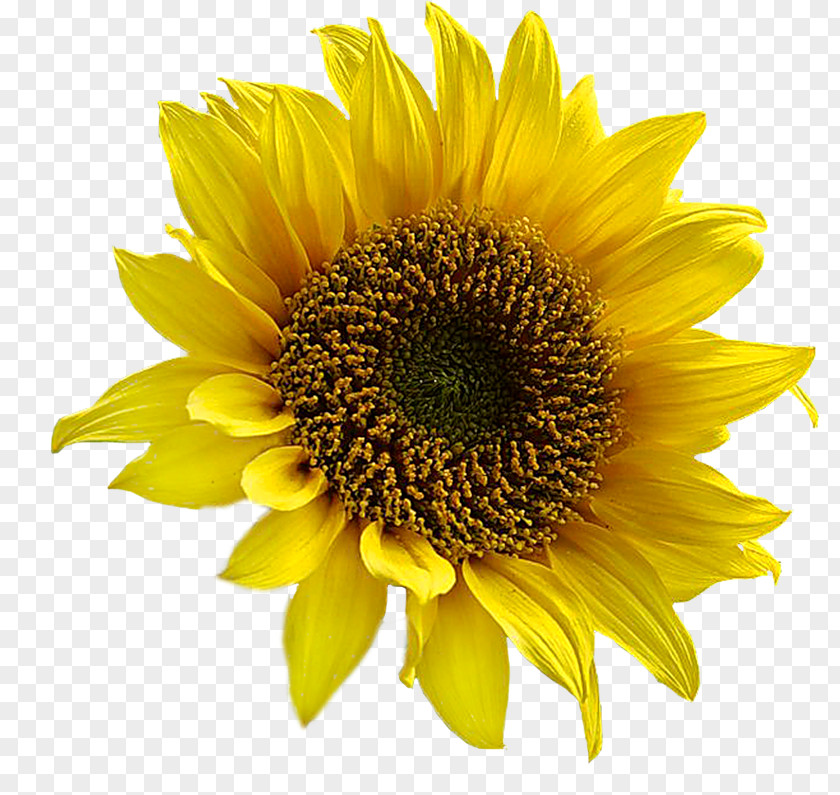 Sunflowers Common Sunflower Seed Clarins Body Lift Cellulite Control Clip Art PNG