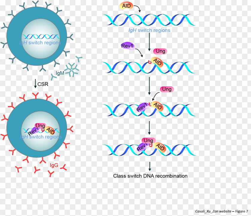 Systemic Lupus Erythematosus University Of Texas Health Science Center At San Antonio Epigenetics Antibody Somatic Hypermutation Lewin's GENES XI PNG