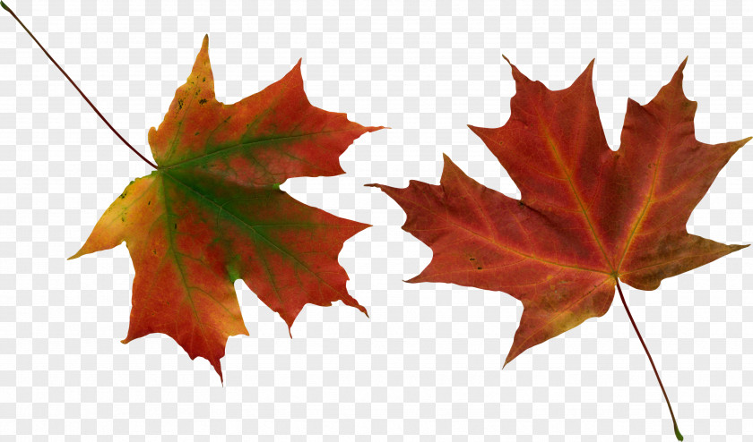 Autumn Leaves PNG leaves clipart PNG