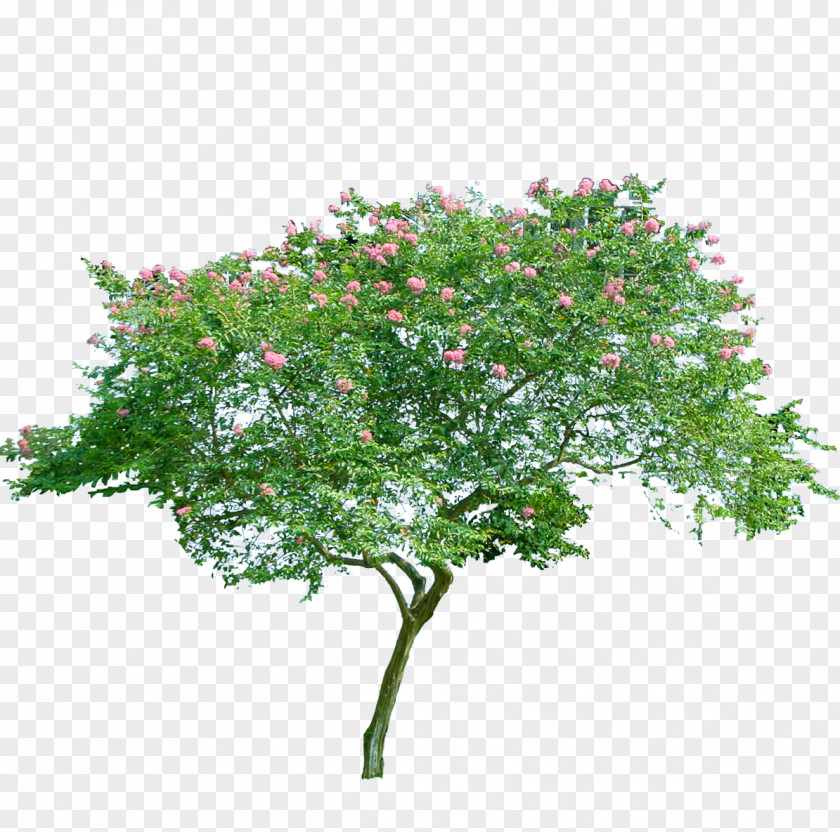 Flowering Trees PNG