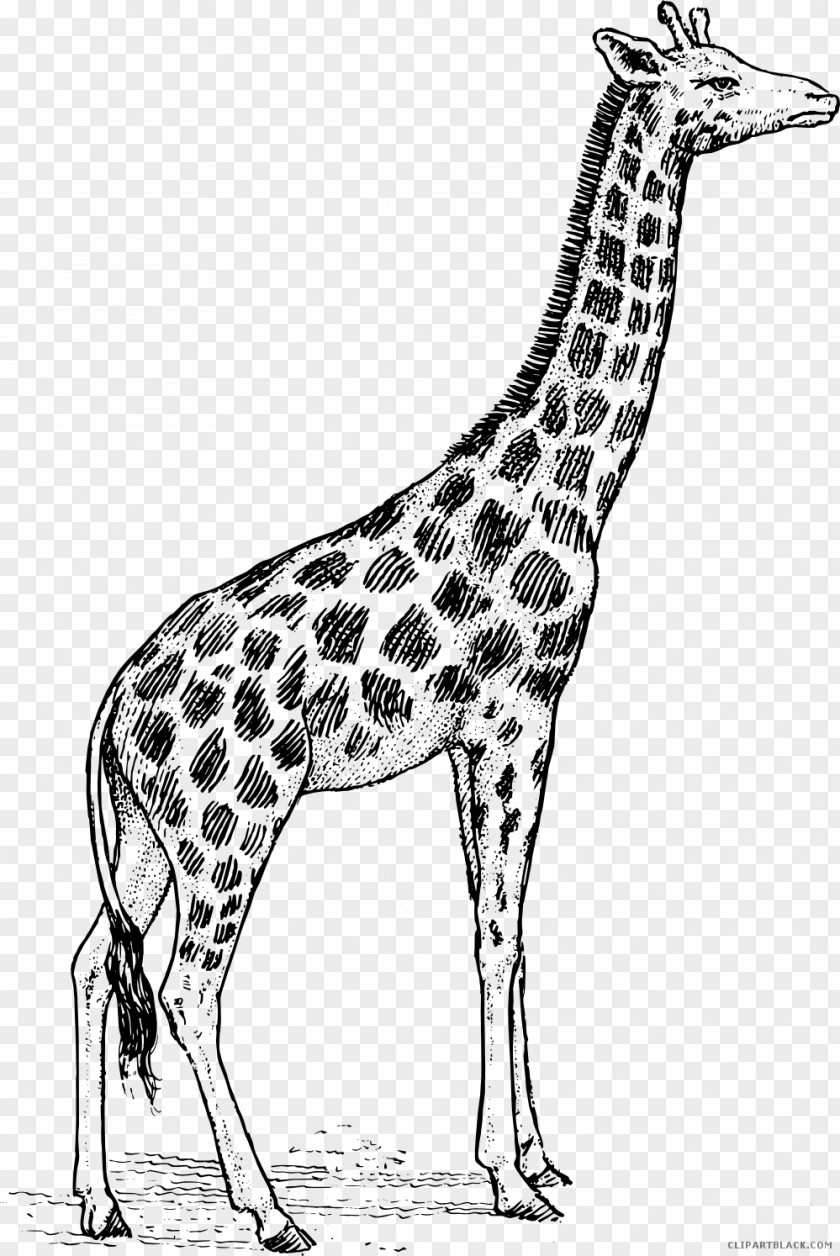 Giraffe Black And White Clip Art PNG