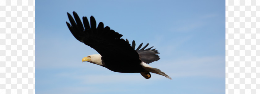 King Salmon Bald Eagle Hawk Buzzard Vulture PNG