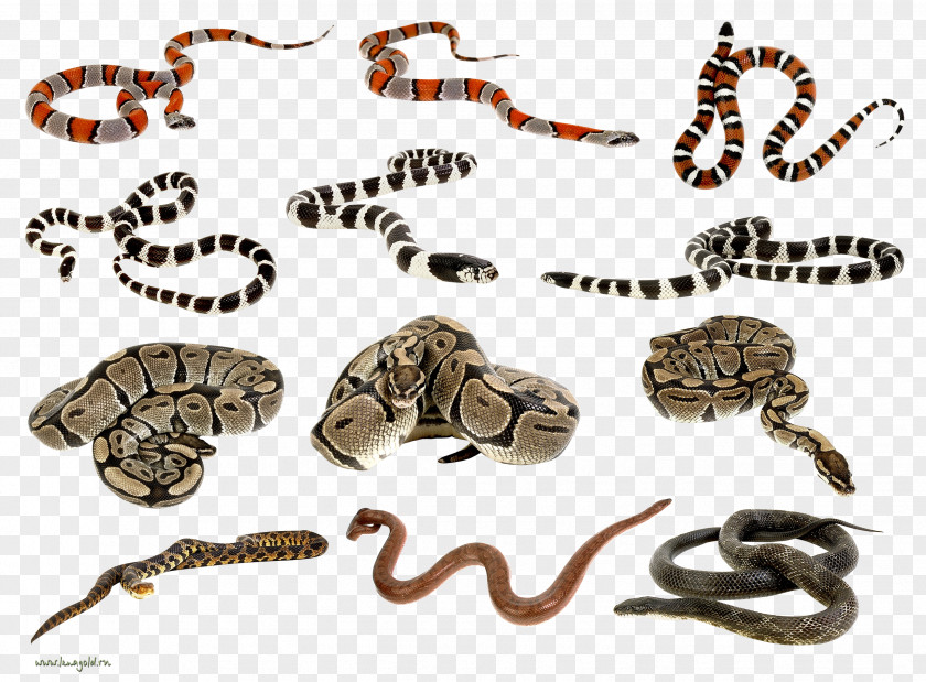 Snake Reptile Python PNG