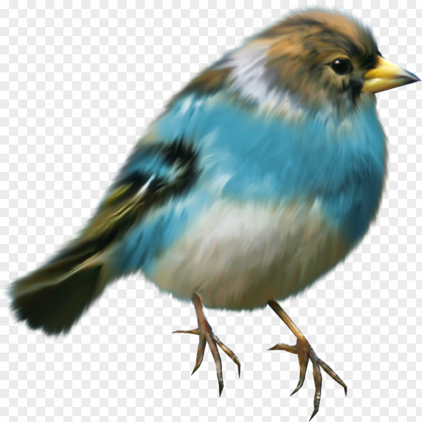 Birds Bird Clip Art PNG