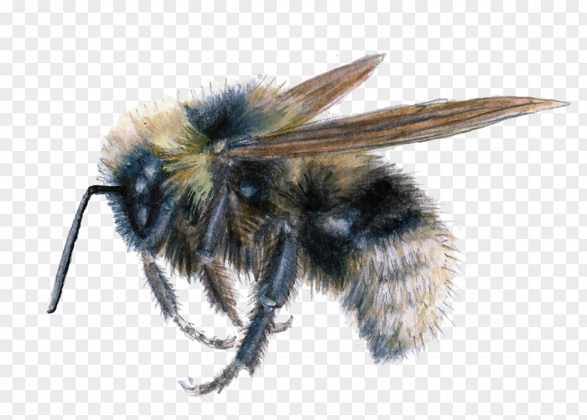 BUMBLEBEE Insect Honey Bee Psithyrus Bombus Fernaldae PNG