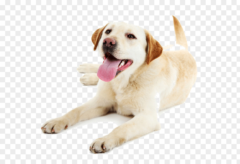 Dog Walking Service Puppy Pet Labrador Retriever Golden PNG