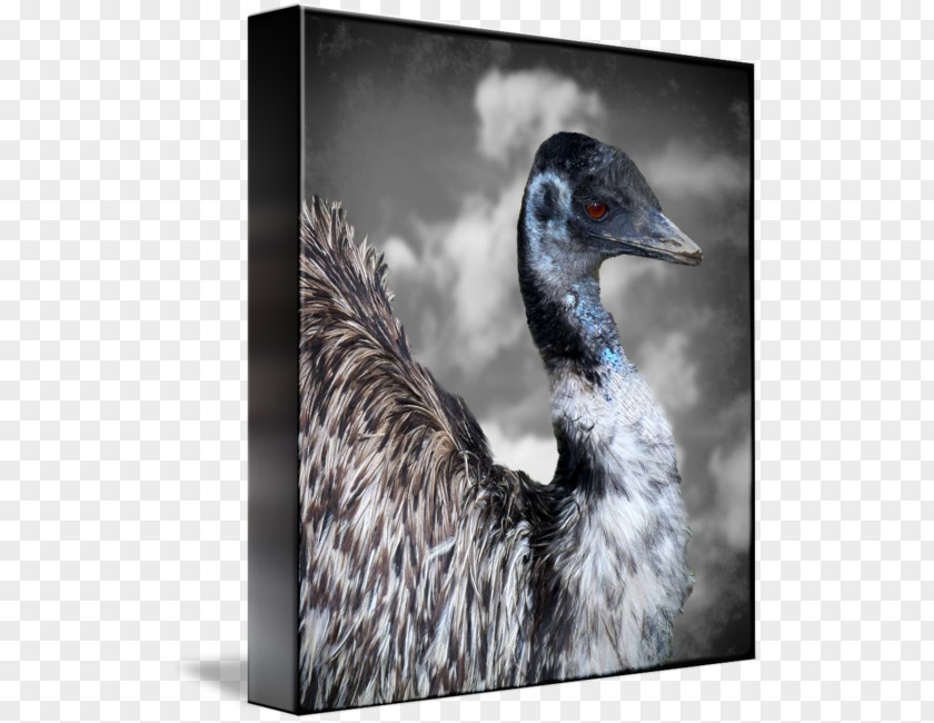 Duck Gallery Wrap Canvas Beak Art PNG
