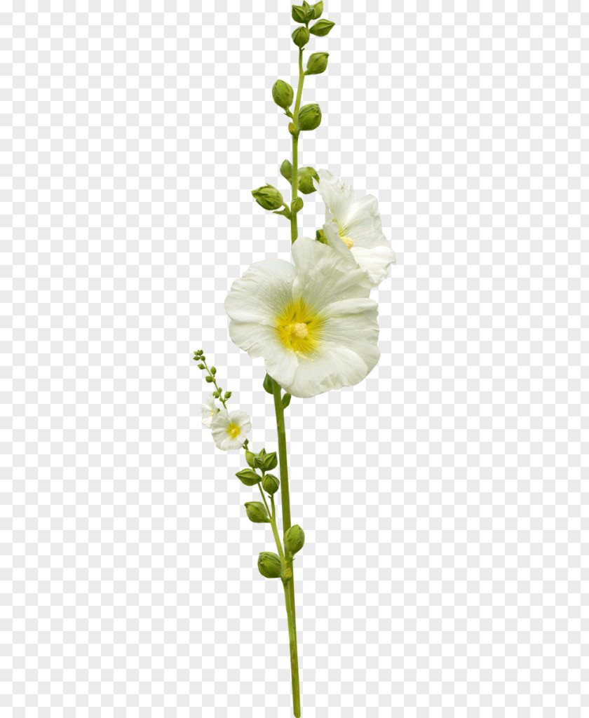 Flower Leaf Photography PNG