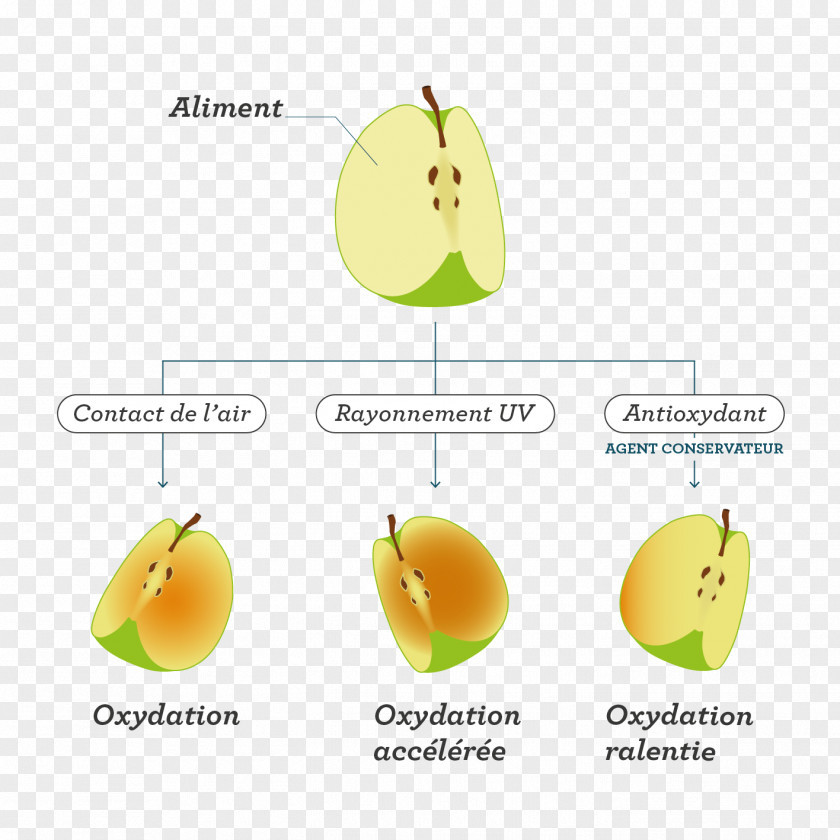 Fruit Food Chemistry Redox Eating PNG