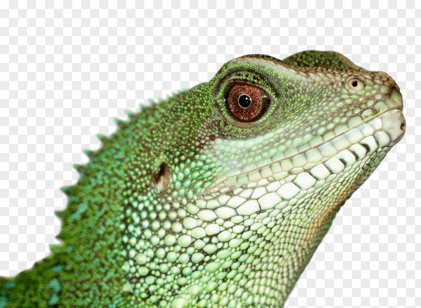 Iguana Reptile Lizard Green Pet Chinese Water Dragon PNG