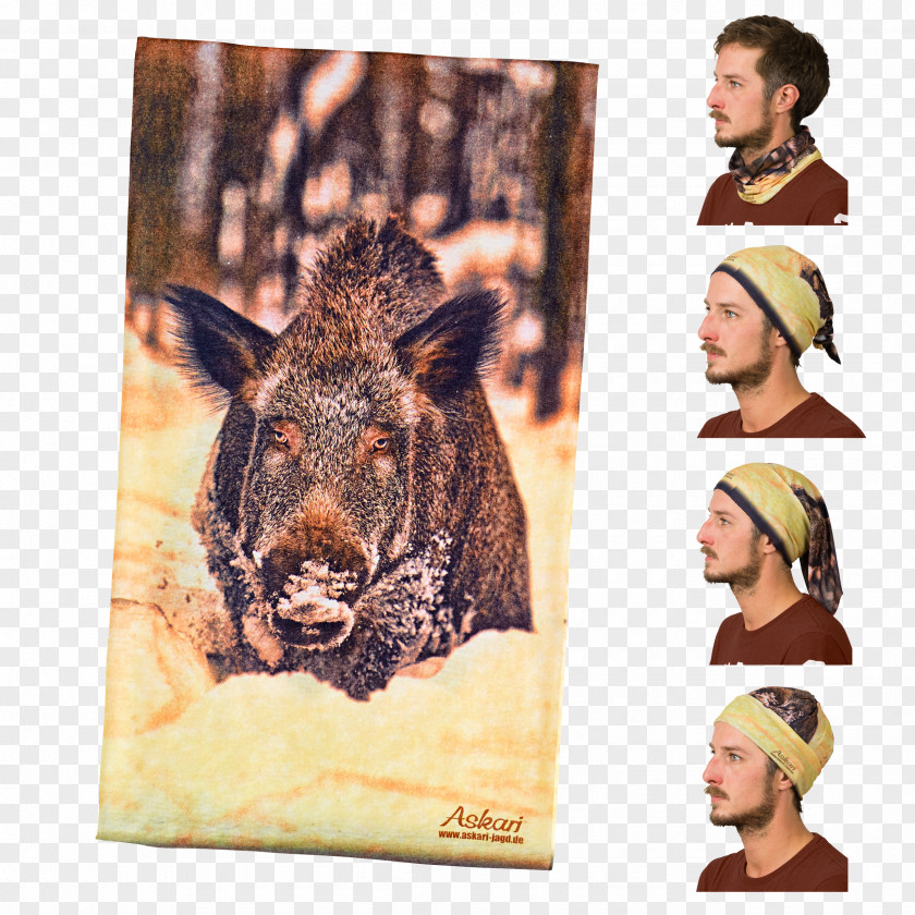 Mammal Fauna Fur Snout Wildlife PNG