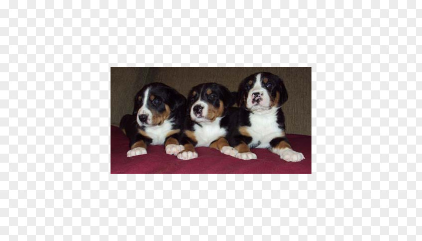 Puppy Dog Breed Bernese Mountain Greater Swiss Entlebucher Cavalier King Charles Spaniel PNG