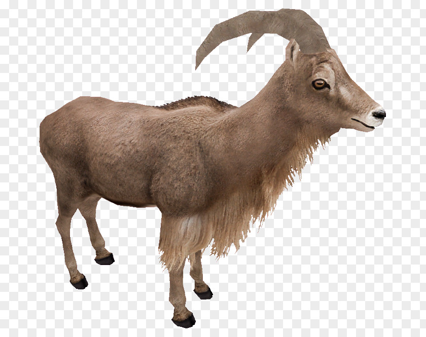 Sheep Zoo Tycoon 2 Barbary Goat Argali PNG