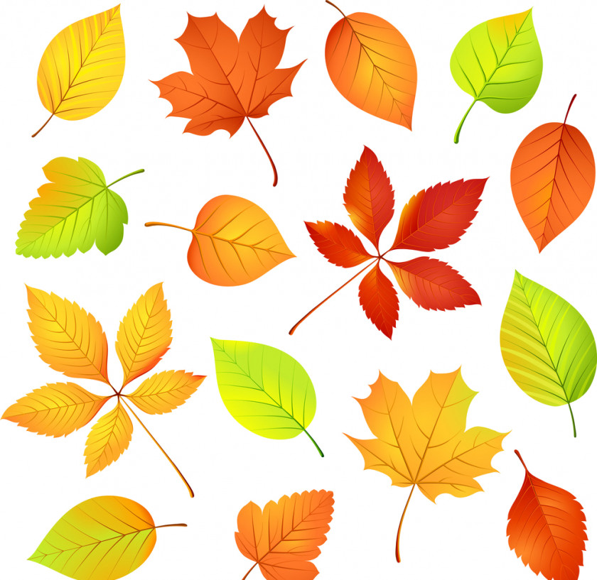 Autumn Clip Art Vector Graphics Illustration Leaf PNG