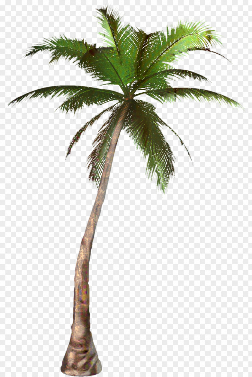 Clip Art Palm Trees Transparency Image PNG