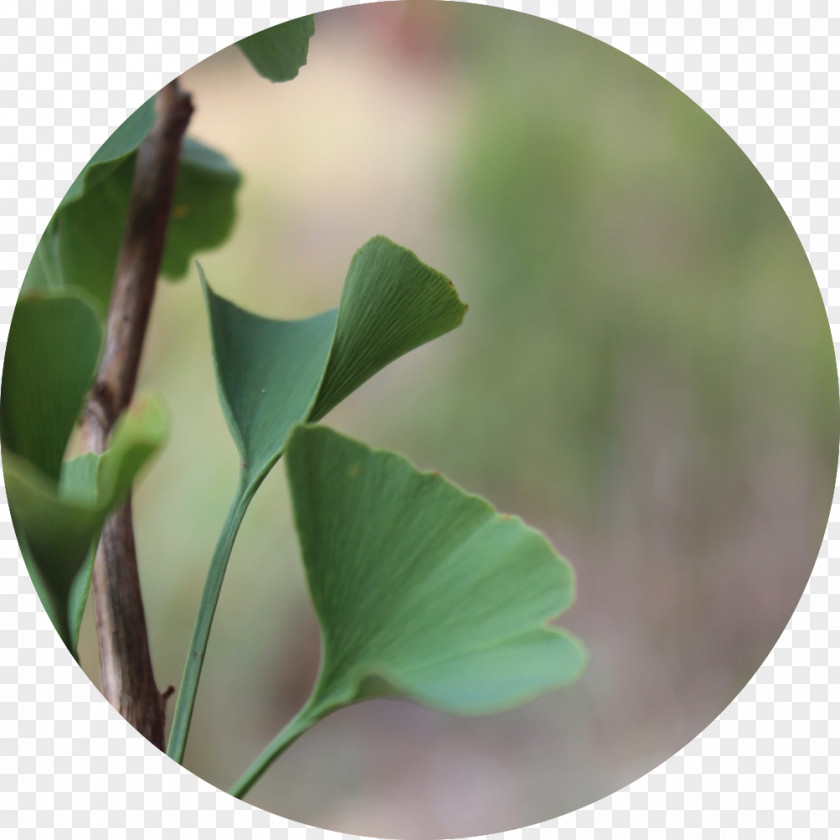 Ginkgo Evolutionary Herbalism Medicine Plant PNG