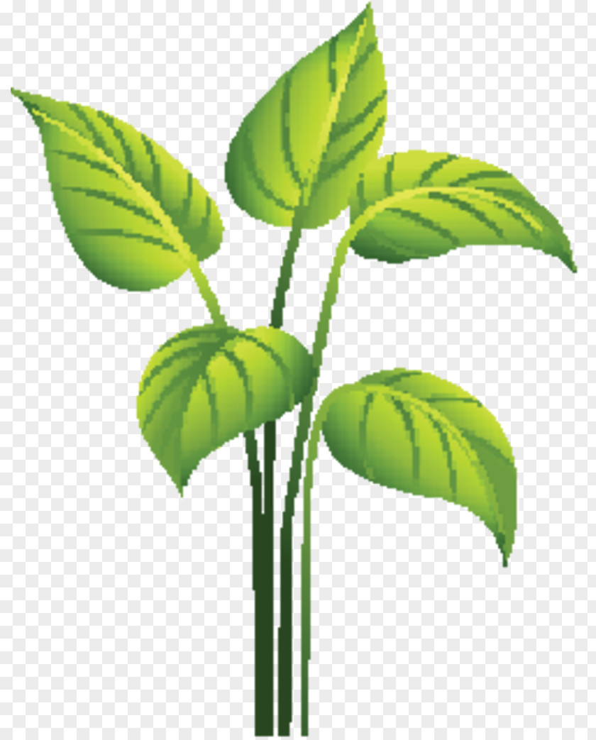 Leaf Plant Stem Herbalism Plants PNG