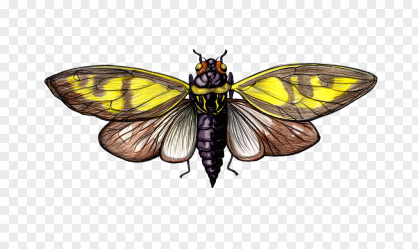 Monarch Butterfly Pieridae DeviantArt Moth PNG