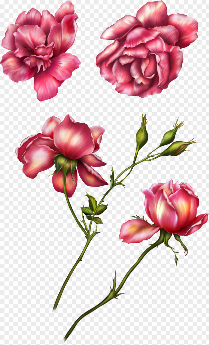 Pink Roses Flower Garden Clip Art PNG