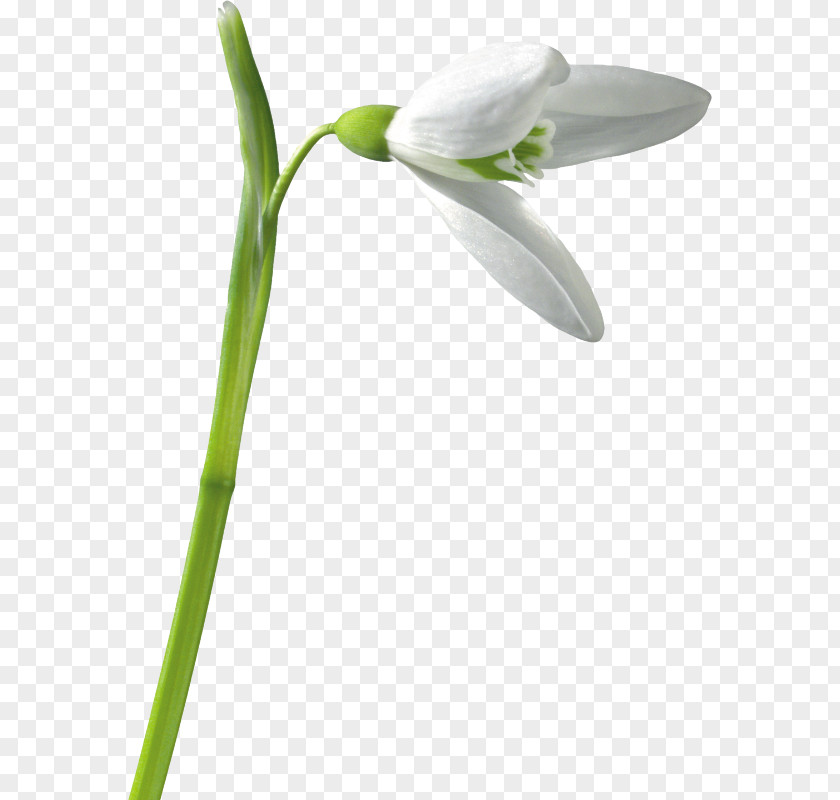 Snowdrop Clip Art PNG