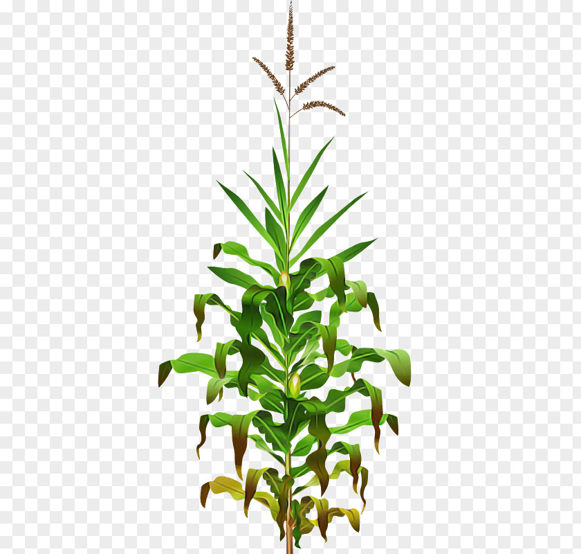 Leaf Plant Stem Flowerpot Herb Tree PNG