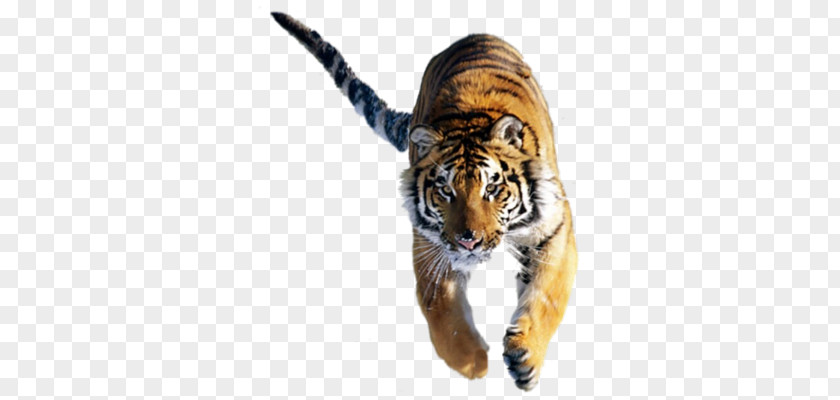 Lion Felidae Siberian Tiger Cat Bengal PNG