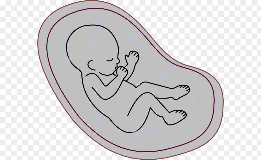 Pregnancy Human Embryogenesis Fetus Clip Art PNG