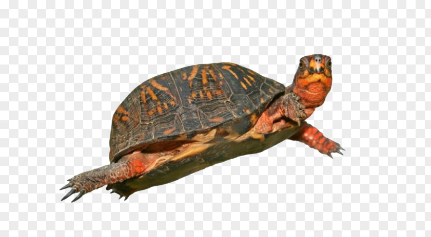 Box Turtle HD Download PNG