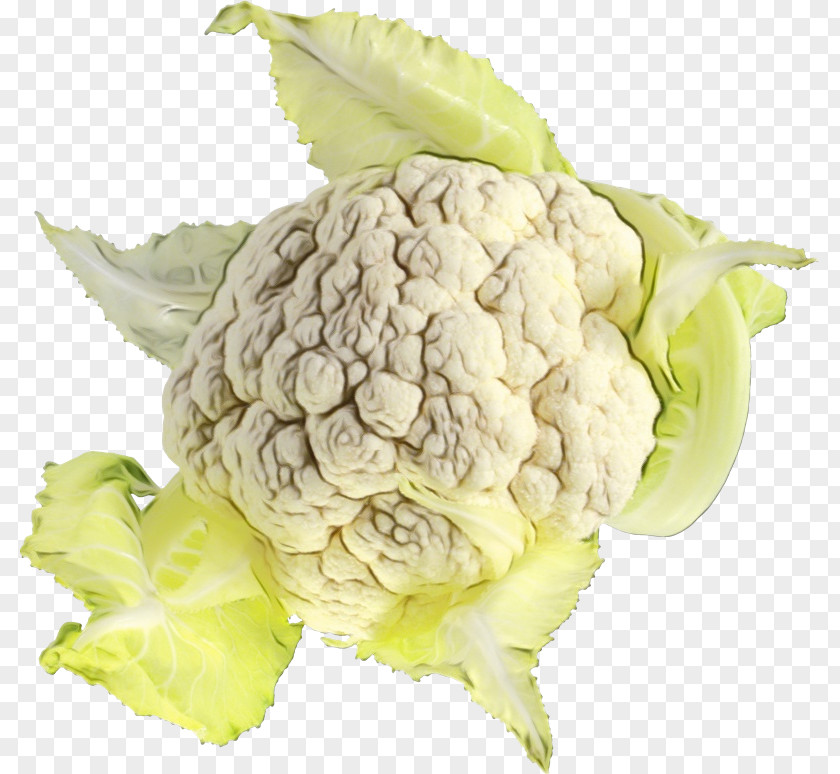 Humulus Lupulus Cabbage Cauliflower PNG