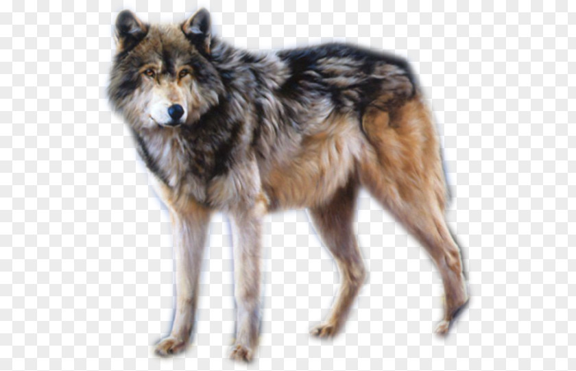 Painting Kunming Wolfdog Gray Wolf Saarloos Czechoslovakian Tervuren PNG